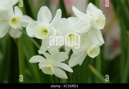 Narciso Silver Chimes, fragrante, triandrus daffodil a più teste, fiorito ad aprile. REGNO UNITO Foto Stock