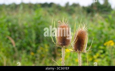 Fiore di Cardo secco selvatico in estate, Fiore di Cardo del latte in fiore, Silybum Marianum Foto Stock