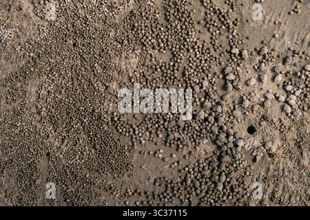 27 febbraio 2021, Port Douglas, Queensland, Australia: Piccole palle di sabbia lasciate intorno alla sua tana su una spiaggia di Port Douglas, Australia, da un piccolo granchio gorgogliatore di sabbia della famiglia Dotillidae. (Immagine di credito: © Jon G. Fuller/VW Pics tramite filo ZUMA) Foto Stock