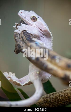 L'Albino Crested Gecko (Correllophus ciliatus) è un morfo di colore del Crested Gecko, originario della nuova Caledonia. Noto per le sue creste e il colore albino Foto Stock