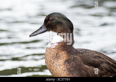 Casaro domestico (Anas platyrhynchos var. Domestica) con piumaggio ibrido e petto bianco, un'anatra domestica comune della famiglia degli Anatidae. Foto Stock