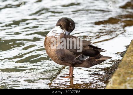Casaro domestico (Anas platyrhynchos var. Domestica) con piumaggio ibrido e petto bianco, un'anatra domestica comune della famiglia degli Anatidae. Foto Stock