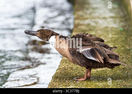 Casaro domestico (Anas platyrhynchos var. Domestica) con piumaggio ibrido e petto bianco, un'anatra domestica comune della famiglia degli Anatidae. Foto Stock