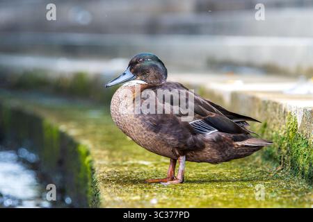 Casaro domestico (Anas platyrhynchos var. Domestica) con piumaggio ibrido e petto bianco, un'anatra domestica comune della famiglia degli Anatidae. Foto Stock