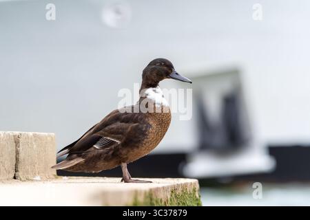 Casaro domestico (Anas platyrhynchos var. Domestica) con piumaggio ibrido e petto bianco, un'anatra domestica comune della famiglia degli Anatidae. Foto Stock