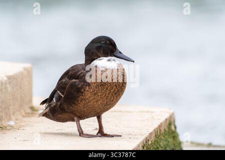 Casaro domestico (Anas platyrhynchos var. Domestica) con piumaggio ibrido e petto bianco, un'anatra domestica comune della famiglia degli Anatidae. Foto Stock