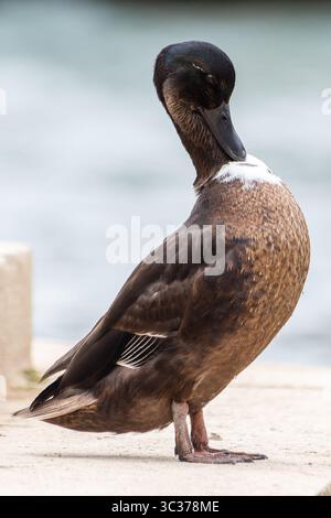 Casaro domestico (Anas platyrhynchos var. Domestica) con piumaggio ibrido e petto bianco, un'anatra domestica comune della famiglia degli Anatidae. Foto Stock