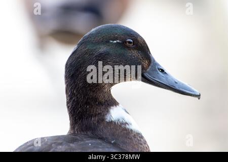 Casaro domestico (Anas platyrhynchos var. Domestica) con piumaggio ibrido e petto bianco, un'anatra domestica comune della famiglia degli Anatidae. Foto Stock