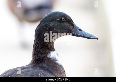 Casaro domestico (Anas platyrhynchos var. Domestica) con piumaggio ibrido e petto bianco, un'anatra domestica comune della famiglia degli Anatidae. Foto Stock