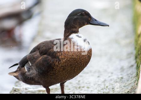 Casaro domestico (Anas platyrhynchos var. Domestica) con piumaggio ibrido e petto bianco, un'anatra domestica comune della famiglia degli Anatidae. Foto Stock