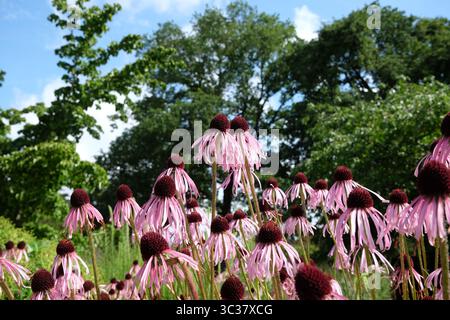 Echinacea pallida rosa, fiore viola pallido. Foto Stock