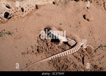 16 febbraio 2021, Mesquite, Nevada, Stati Uniti: A Desert Iguana, Dipsosaurus dorsalis, da una tana appena scavata nella sabbia del deserto. (Immagine di credito: © Jon G. Fuller/VW Pics tramite filo ZUMA) Foto Stock