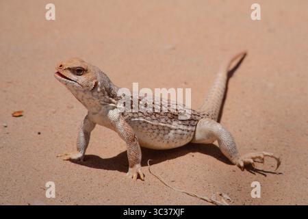 16 febbraio 2021, Mesquite, Nevada, Stati Uniti: A Desert Iguana, Dipsosaurus dorsalis, nella sabbia del deserto del Mojave nel Nevada meridionale. (Immagine di credito: © Jon G. Fuller/VW Pics tramite filo ZUMA) Foto Stock