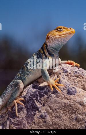 16 febbraio 2021, Moab, Utah, Stati Uniti: Un ritratto ravvicinato di una lucertola gialla, Crotaphytus collaris auriceps, nel sud-est dello Utah. (Immagine di credito: © Jon G. Fuller/VW Pics tramite filo ZUMA) Foto Stock