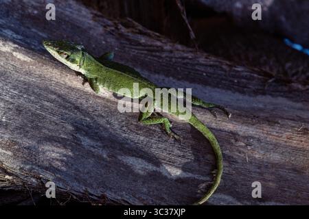 16 febbraio 2021, Guam, Stati Uniti: A Green Anole, Anolis carolinensis, sul tronco di una palma sull'isola di Guam. (Immagine di credito: © Jon G. Fuller/VW Pics tramite filo ZUMA) Foto Stock