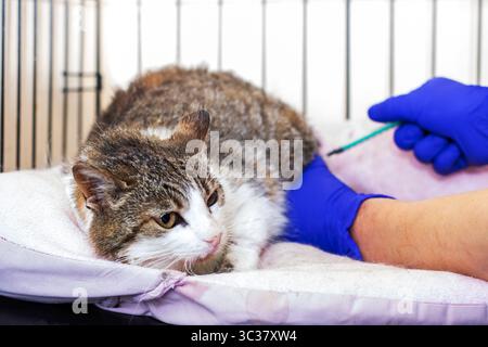 Un felino, in particolare un gatto, è attualmente sottoposto a esame da parte di un veterinario mentre si trova all'interno di una gabbia per la valutazione medica Foto Stock