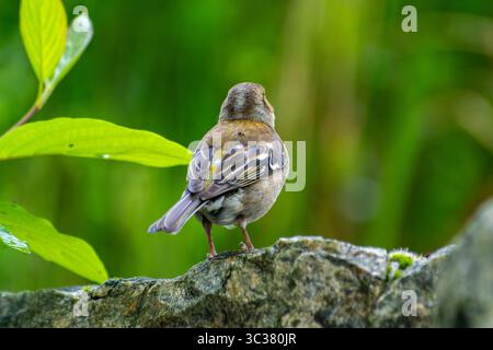 Zaffinch comune femminile (Fringilla coelebs) che raccoglie materiale di nidificazione, Saint-Pourcain-sur-Besbre, Francia. Foto Stock