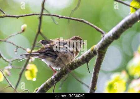 Zaffinch comune femminile (Fringilla coelebs) che raccoglie materiale di nidificazione, Saint-Pourcain-sur-Besbre, Francia. Foto Stock