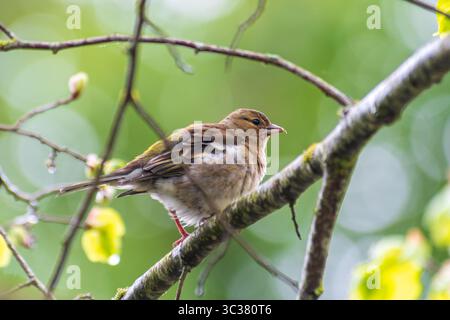 Zaffinch comune femminile (Fringilla coelebs) che raccoglie materiale di nidificazione, Saint-Pourcain-sur-Besbre, Francia. Foto Stock