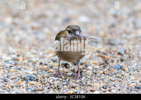 Zaffinch comune femminile (Fringilla coelebs) che raccoglie materiale di nidificazione, Saint-Pourcain-sur-Besbre, Francia. Foto Stock