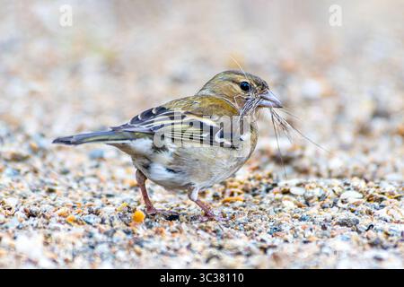 Zaffinch comune femminile (Fringilla coelebs) che raccoglie materiale di nidificazione, Saint-Pourcain-sur-Besbre, Francia. Foto Stock