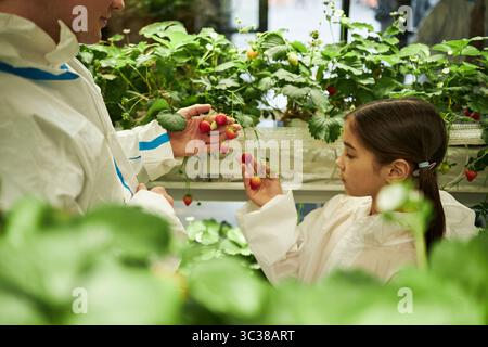 Lavoratore agricolo maschile e ragazza caucasica che raccoglie fragole in serra, entrambi indossano tute protettive, ragazza che esamina frutta matura, piante che circondano soggetti, ambiente agricolo interno Foto Stock