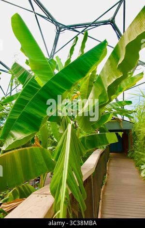 Banane Cavendish non mature Musa acuminata che cresce su una pianta nel bioma della foresta pluviale The Eden Project Bodelva Cornovaglia Inghilterra Regno Unito Europa Foto Stock