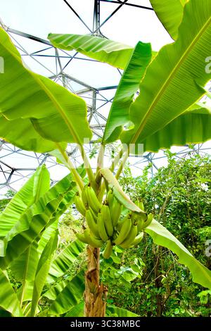 Banane Cavendish non mature Musa acuminata che cresce su una pianta nel bioma della foresta pluviale The Eden Project Bodelva Cornovaglia Inghilterra Regno Unito Europa Foto Stock