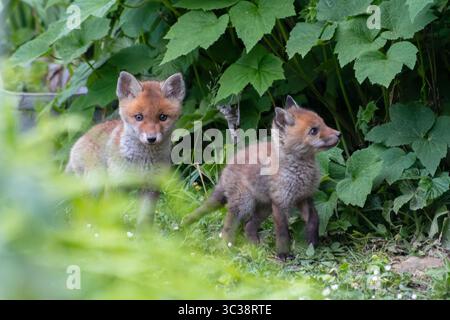 Cuccioli di volpe rosse (Vulpes vulpes) che riposano e giocano in un giardino urbano. Questi giovani predatori riflettono l'adattabilità dei mammiferi selvatici alla vita cittadina. Foto Stock