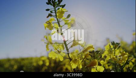 Con stelo verde che evidenzia i fiori gialli nel campo di ritaglio, con sovrapposizione circolare traslucida Foto Stock