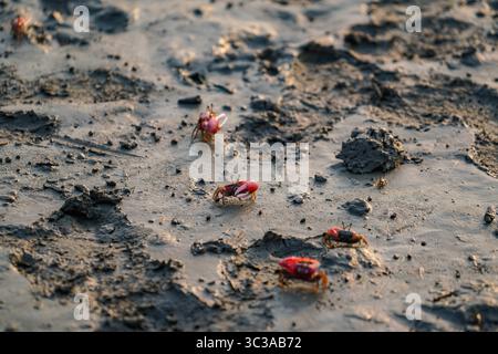 25 aprile 2021, Dacca, Dacca, Bangladesh: Granchio rosso a Sundarbans, la più grande foresta naturale di mangrovie del mondo, patrimonio dell'umanità dell'UNESCO e un santuario faunistico in Bangladesh, a Khulna, Bangladesh, il 3 maggio 2021. (Immagine di credito: © Zabed Hasnain Chowdhury/ZUMA Wire) Foto Stock