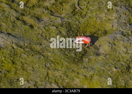 25 aprile 2021, Dacca, Dacca, Bangladesh: Granchio rosso a Sundarbans, la più grande foresta naturale di mangrovie del mondo, patrimonio dell'umanità dell'UNESCO e un santuario faunistico in Bangladesh, a Khulna, Bangladesh, il 3 maggio 2021. (Immagine di credito: © Zabed Hasnain Chowdhury/ZUMA Wire) Foto Stock