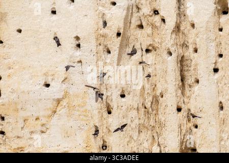 Stormo di Martini di sabbia (Riparia riparia) che volano di fronte a una scogliera di sabbia verticale piena di buchi di nidificazione. Un classico esempio di allevamento coloniale. Foto Stock