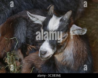La piccola capra si sta stendendo in un campo di fieno Foto Stock