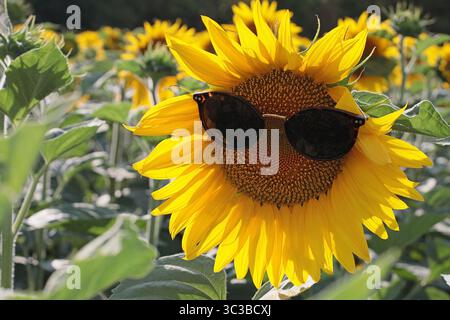 Girasole giallo brillante con occhiali da sole in un campo soleggiato. Concetto naturale divertente e allegro, perfetto per cartoline, stampe estive o de creative Foto Stock