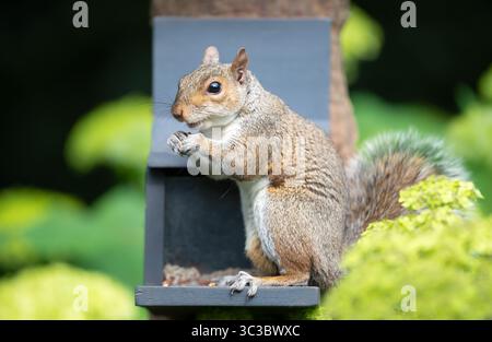 Ritratto di un giovane scoiattolo grigio che mangia noci e semi su un alimentatore di scoiattoli in un giardino, nel Regno Unito. Foto Stock