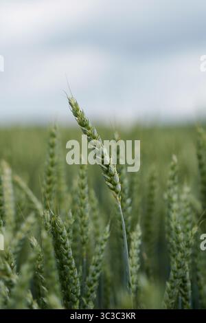 Primo piano di un rigoglioso campo di grano verde nelle prime fasi di crescita in primavera. Foglie fresche e orecchie immature di grano creano un pa agricolo naturale Foto Stock