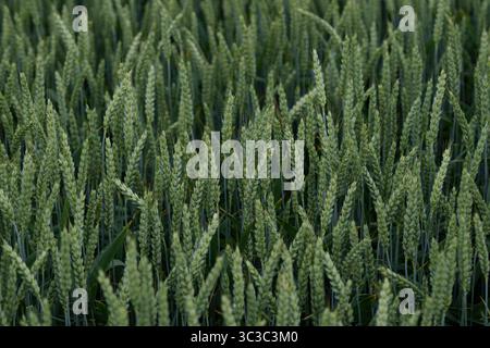 Primo piano di un rigoglioso campo di grano verde nelle prime fasi di crescita in primavera. Le foglie fresche e le orecchie non mature creano un modello agricolo naturale che Foto Stock