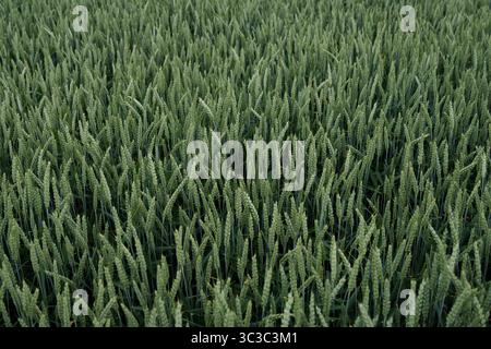 Primo piano di un rigoglioso campo di grano verde nelle prime fasi di crescita in primavera. Le foglie fresche e le orecchie non mature creano un modello agricolo naturale che Foto Stock