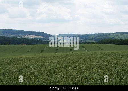 Campo di grano verde nelle prime fasi di crescita tra le montagne. Foglie fresche e orecchie immature di grano creano un modello agricolo naturale, simboliz Foto Stock