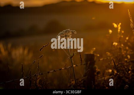 Un tramonto a South Downs, con alghe in primo piano e colline alle spalle Foto Stock