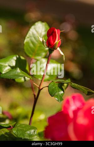 Bella rosa chiusa, macro... Accanto al bellissimo fiore c'è un posto per il testo pubblicitario Foto Stock