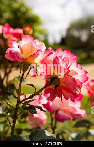 Petali multicolore, primo piano di una rosa bicolore. Sfondo floreale Foto Stock