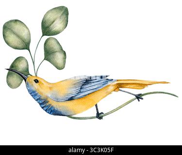 Illustrazione ad acquerello di un uccello tropicale giallo e blu seduto su un ramo con foglie verdi isolate su bianco. Verniciato a mano con dettagli fini, id Foto Stock