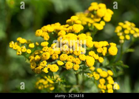 tansy comune, Tanacetum vulgare, fiori estivi gialli primo piano focus selettivo Foto Stock