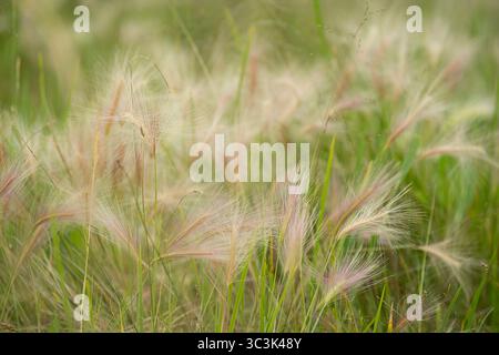 Primo piano di un campo selvatico con orzo coda di volpe e erba verde. Sfondo naturale con luce e morbida piuma come una pianta. Foto Stock