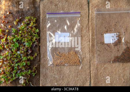 Semi germogliati e microverdi che crescono su tappetini e vassoi. Concetto di alimentazione sana, giardinaggio e coltivazione domestica. Foto Stock