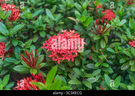 Cluster di fiori rosso Ixora Foto Stock