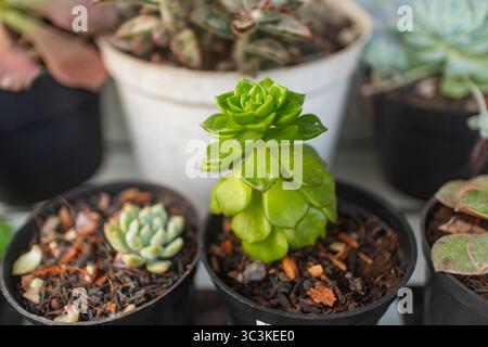Primo piano sulla disposizione verticale succulenta Foto Stock
