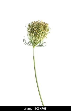 Carota selvatica. Vista laterale dell'umbel (infiorescenza) e del gambo di una pianta di carote selvatica (Daucus carota), nido di uccello, pizzo vescovile, pizzo della regina Anna Foto Stock